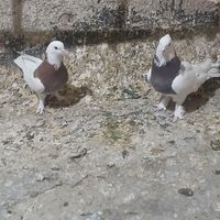 طوقی|پرنده|تهران, قیام‌دشت|دیوار