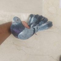کفتر کبوتر هما کاکلی دو طوق|پرنده|تهران, المهدی|دیوار