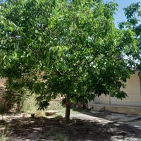 فروش خانه ویلایی ابتدای خیابان مطهری  سمیرم|فروش خانه و ویلا|سمیرم, |دیوار