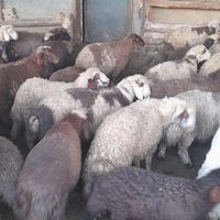 گوسفندکاورنروماده گوسفندبره گوسفند|حیوانات مزرعه|کرمانشاه, |دیوار