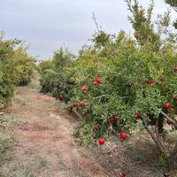 زمین کشاورزی در شهرستان ساوه روستای صیدآباد|فروش دفتر صنعتی، کشاورزی، تجاری|تهران, ونک|دیوار