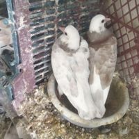 جوجه و کهنه پرش سنگین|پرنده|قم, انسجام|دیوار