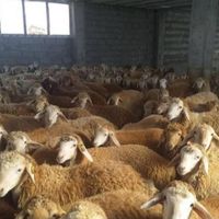 جایگاه‌گوسفندتحت‌نظارت‌‌دامپزشک‌ارسال‌‌تمام‌‌تهران|حیوانات مزرعه|تهران, آذری|دیوار