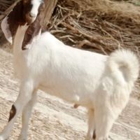 کهره نر|حیوانات مزرعه|زابل, |دیوار