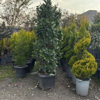 گیاهان زینتی فضای باز برای باغ ، ویلا و حیاط|گل و گیاه طبیعی|تهران, هروی|دیوار
