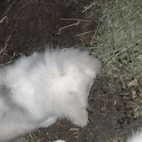 خرگوش بالغ نر|موش و خرگوش|رشت, انصاری|دیوار