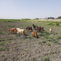 بز گوسفند گاو میش گوساله|حیوانات مزرعه|کرمانشاه, |دیوار