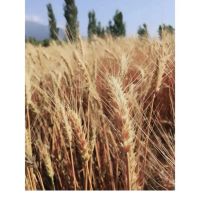 زمین-کشاورزی-دیم