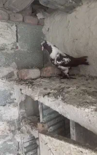 کبوتر ککیلی صید شده