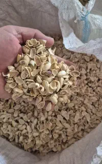 پوست پسته بدون خاکه و کالک