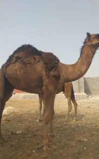 شترنر
