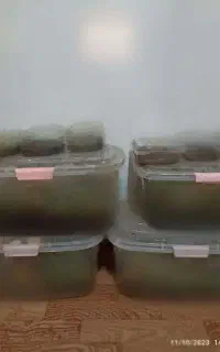 کار در منزل شغل خانگی با حلزون در کاردرمنزل
