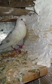 کفتر