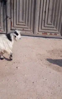 کهرنر