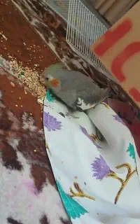 عروس هلندی ماده