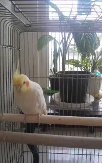 عروس هلندی