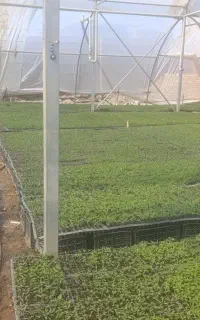 نشا گوجه آماده کاشت