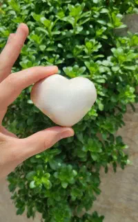 قارچ دکمه‌ای