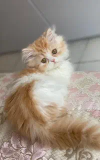 گربه ۳ماهه پرشین فلت فیس