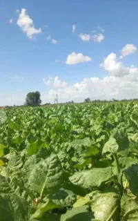 کاهو شیرین محلی