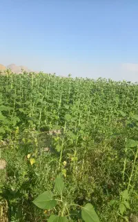تمام امورات کشاورزی