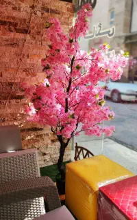 فروش درختچه آبادان