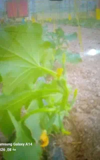 سر کار  گر زمین کشاورزی