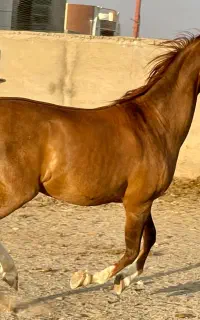 فروش اسب مادیان دره شوری