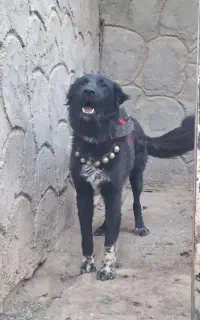 سگ.گله.ای.قدرجونی