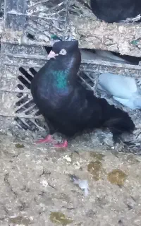 کبوتر