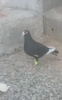 کبوتر