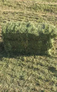 یونجه چین سوم بدون علف تا چارشنبه