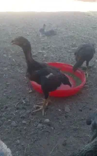 جوجه لاری افغان