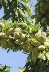 فروش گردو بادام