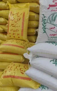حراج برنج چمپا و فجر ۲ میلیون و عنبر بو