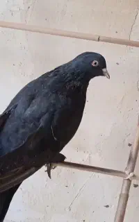 یک جفت سیاه چش نوک سفید
