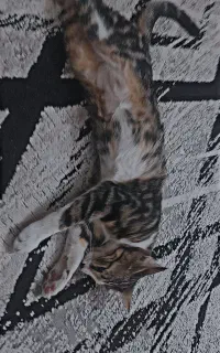 گربه خانگی کاملا دستی