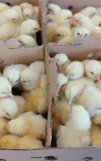 فروش  جوجه گوشتی راس 308 واکسینه شده