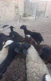 میش۱۰راس