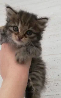 گربه