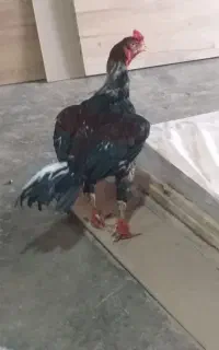 خروس جفت لاری افغان