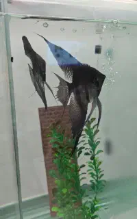 انجل جفت مولد