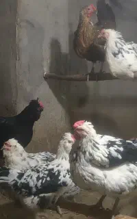 تخم نطفه دار گلین لری