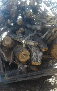 خرید انواع چوب بصورت نقد