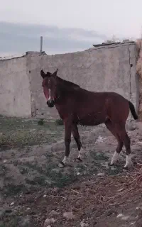 اسب