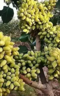 پیوند درختان پسته