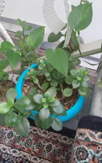 گل های طبیعی