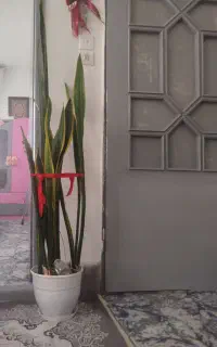 گل آپارتمانی سانسوریا لب طلایی