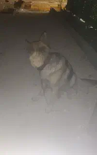 سگ پیدا شده.