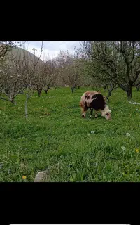 قوچ پلنگی